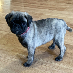 Pug Puppy Luna