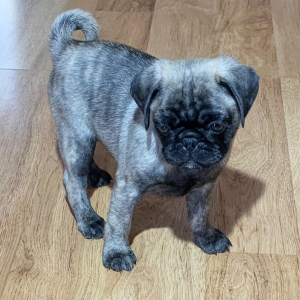 Pug Puppy Luna