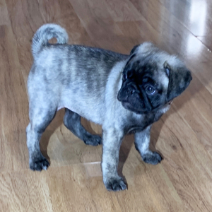 Pug Puppy Luna