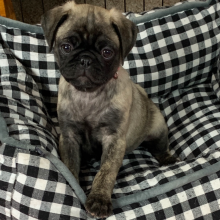 Pug Puppy Luna