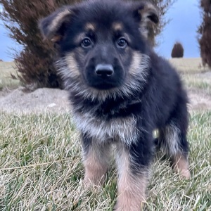 German Shepherd Dog Puppy Rhonda