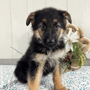 German Shepherd Dog Puppy Rhonda