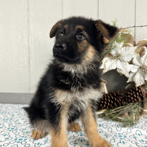 German Shepherd Dog Puppy Rhonda