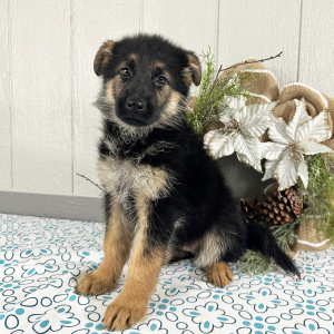German Shepherd Dog Puppy Rhonda