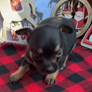 Chihuahua Puppy Heather