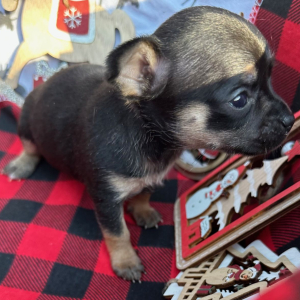 Chihuahua Puppy Heather