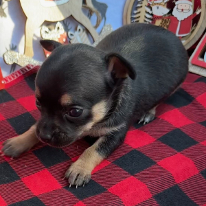 Chihuahua Puppy Heather