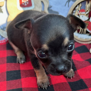 Chihuahua Puppy Heather