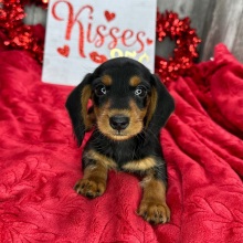 Dachshund Puppy Violet
