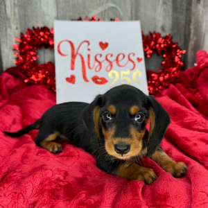 Dachshund Puppy Violet