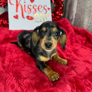 Dachshund Puppy Vienna