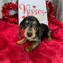 Dachshund Puppy Vienna