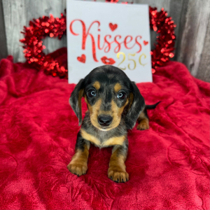 Dachshund Puppy Vienna