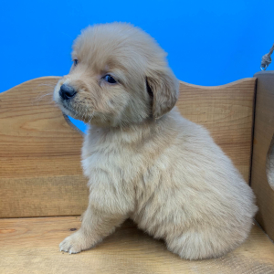 Golden Retriever Puppy Nesta