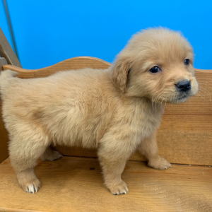 Golden Retriever Puppy Nesta