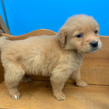 Golden Retriever Puppy Nesta