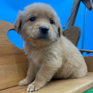 Golden Retriever Puppy Nesta