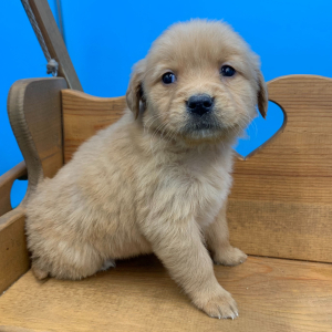 Golden Retriever Puppy Nesta