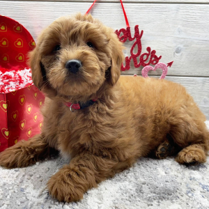 Goldendoodle Puppy Felix