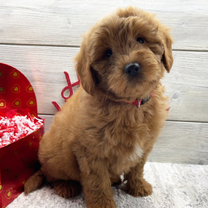 Goldendoodle Puppy Felix
