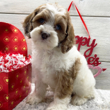 Cockapoo Puppy Elijah