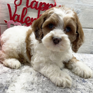 Cockapoo Puppy Elijah