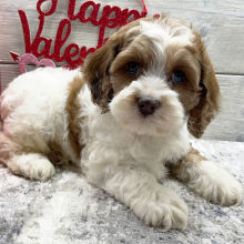 Cockapoo Puppy Elijah