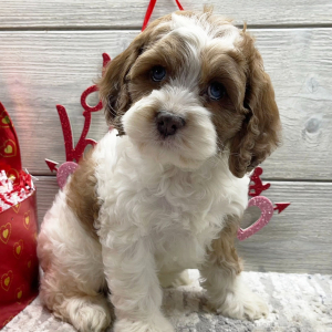Cockapoo Puppy Elijah