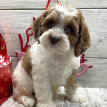 Cockapoo Puppy Elijah
