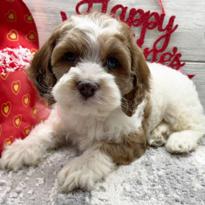 Cockapoo Puppy Elijah