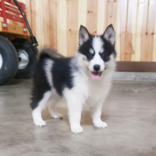Pomsky Puppy Hannah