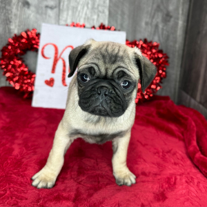 Pug Puppy Camden