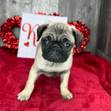 Pug Puppy Camden
