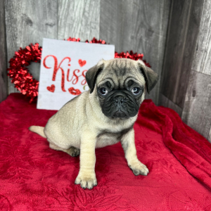 Pug Puppy Camden