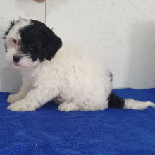 Havapoo Puppy Kate