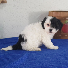 Havapoo Puppy Kate