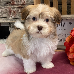 Havanese Puppy Hampton