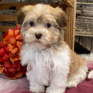 Havanese Puppy Hampton