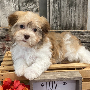Havanese Puppy Hampton