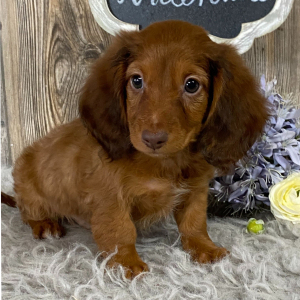 Dachshund Puppy Hobbs
