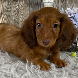 Dachshund Puppy Hobbs