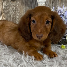 Dachshund Puppy Hobbs
