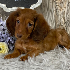 Dachshund Puppy Hobbs
