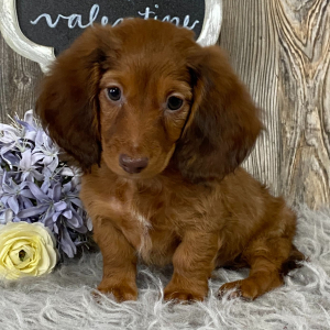 Dachshund Puppy Hobbs