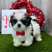 Shih Tzu Puppy Castro