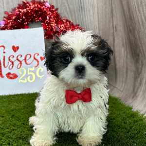 Shih Tzu Puppy Castro