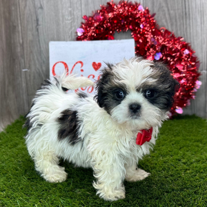 Shih Tzu Puppy Castro