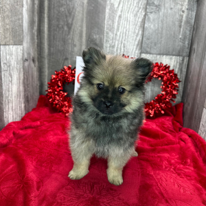 Pomeranian Puppy Dexter
