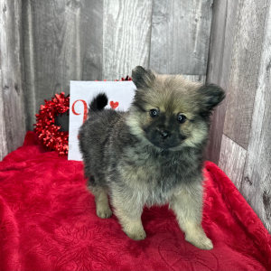 Pomeranian Puppy Dexter