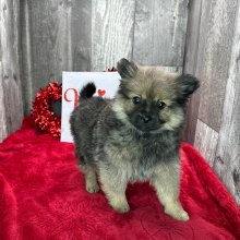 Pomeranian Puppy Dexter